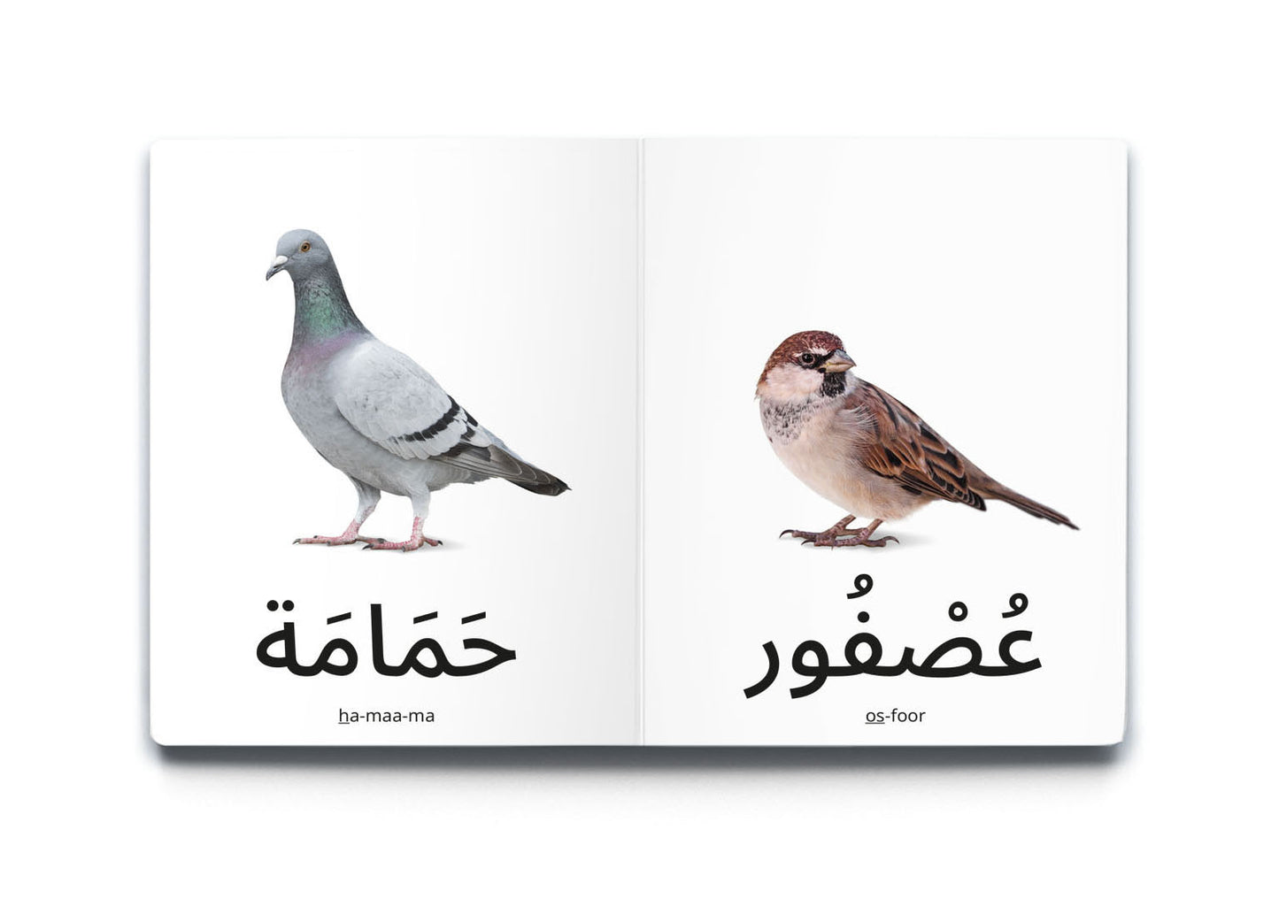 My First Word - Birds - كلماتي الأولى – الطُّيُور