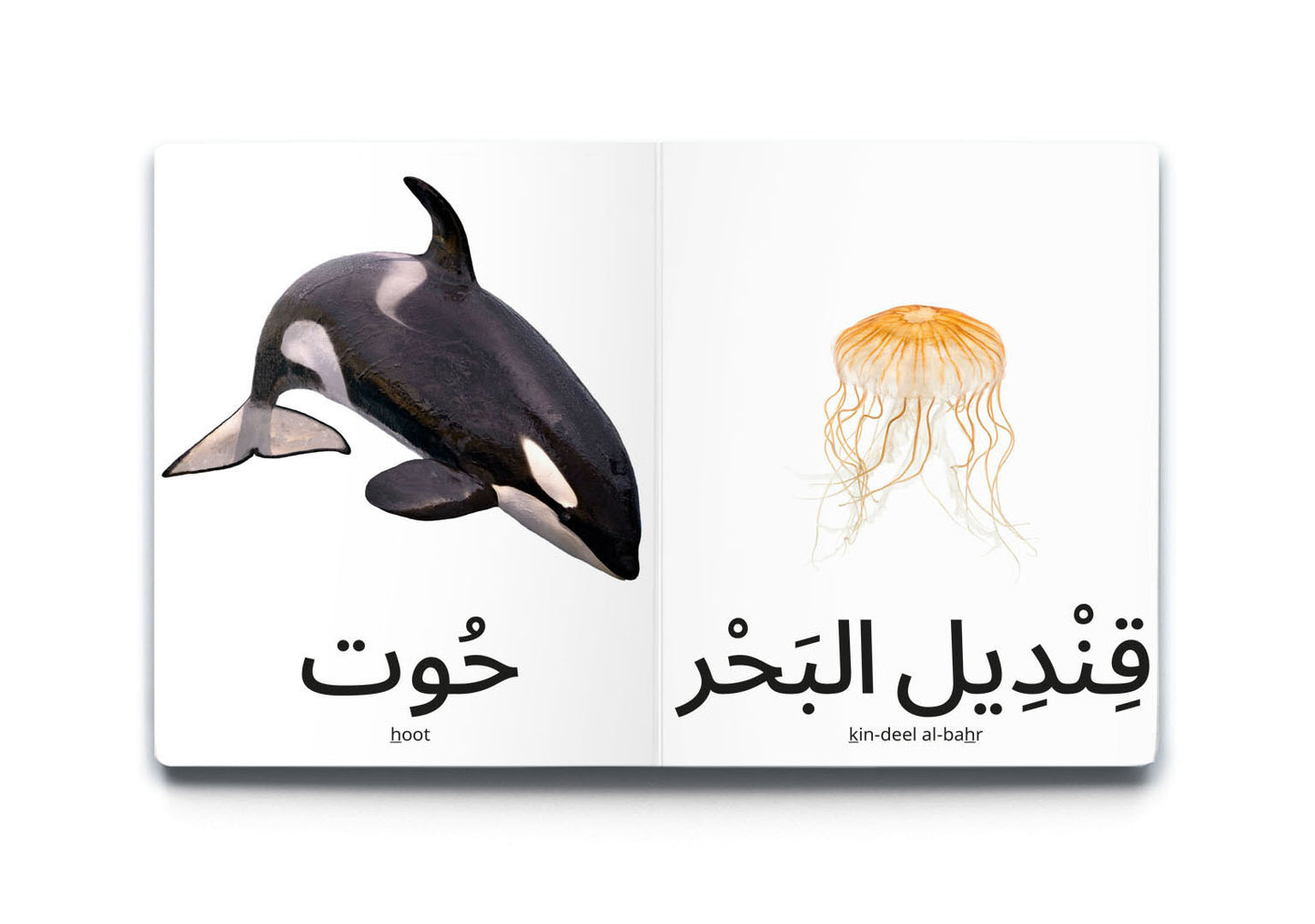 My First Word - Ocean Animals - كلماتي الأولى – حَيَوَانَات البَحْر