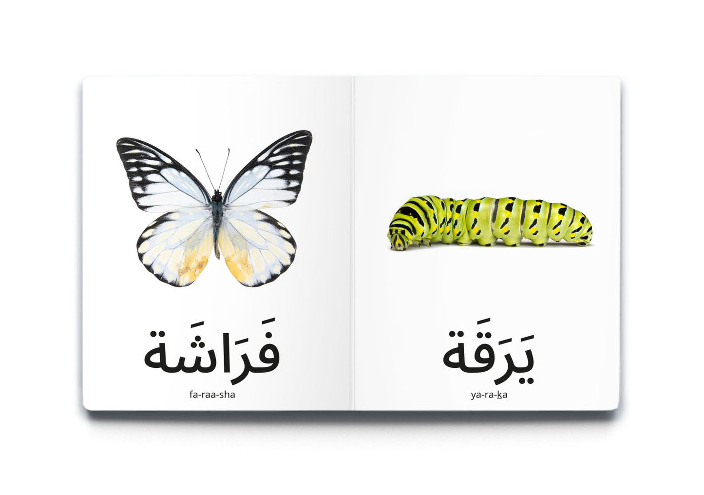 My First Words - Insects - كلماتي الأولى – الحَشَرَات