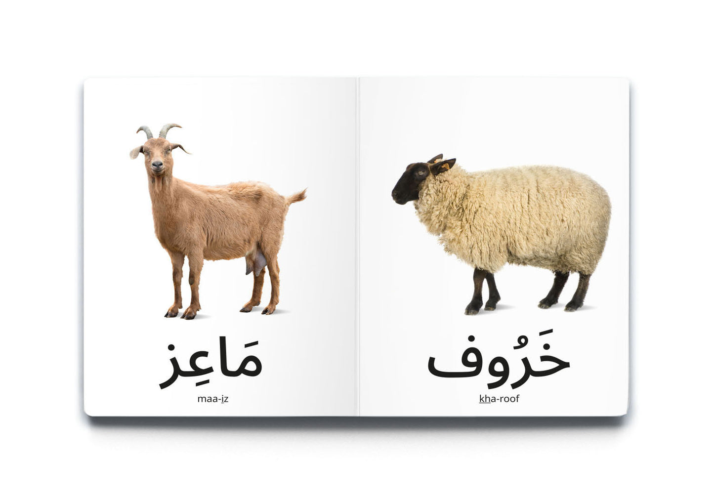 My First Word – Farm Animals - كلماتي الأولى – حَيَوَانَات المَزْرَعَة