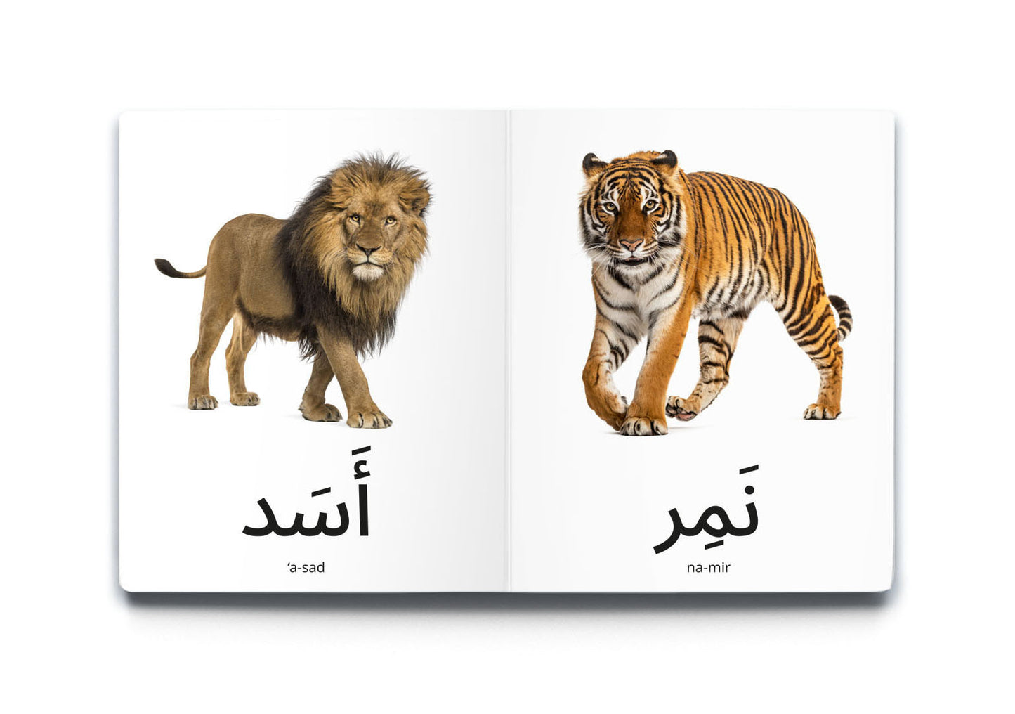 My First Word – Wild Animals - كلماتي الأولى – حَيَوَانَات البَرِّيَّة